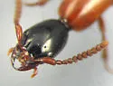 Xestolinus abdominalis - photo 2