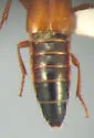 Xestolinus abdominalis - photo 3