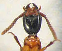 Xestolinus abdominalis - photo 4