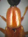 Xestolinus abdominalis - photo 5
