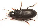Xestonotus lugubris - photo 2