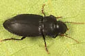 Xestonotus lugubris - photo 3