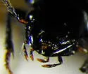 Xestonotus lugubris - photo 4
