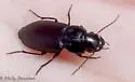 Xestonotus lugubris - photo 5