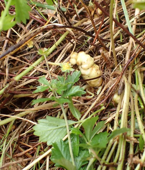 Xestophanes brevitarsis