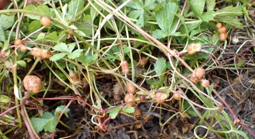 Xestophanes potentillae