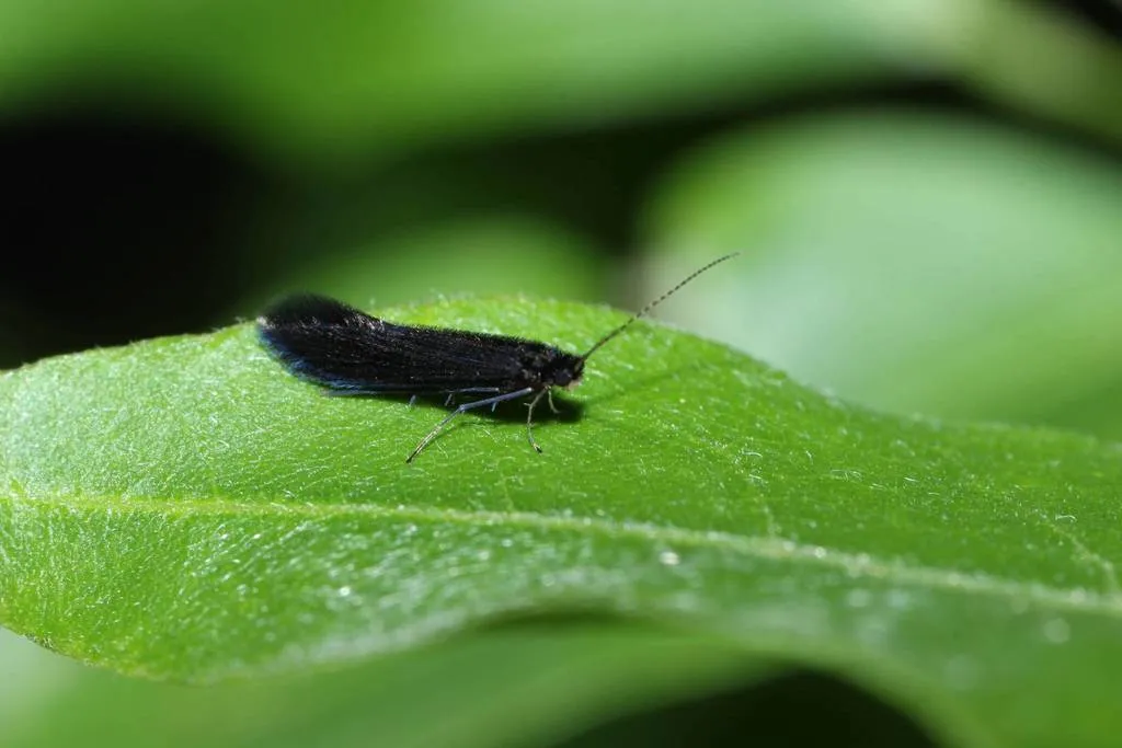 Xiphocentronidae - photo 2