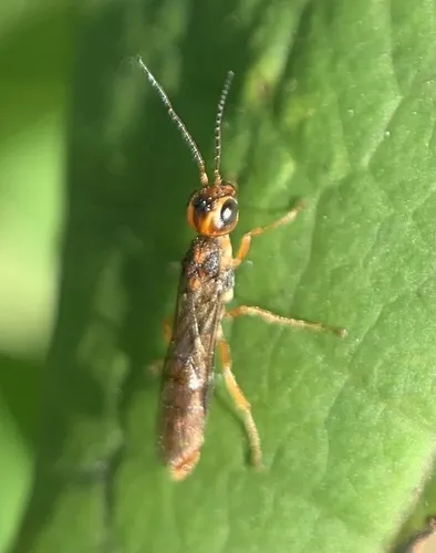 Xiphydria abdominalis - photo 2