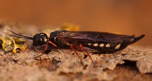 alder wood wasp