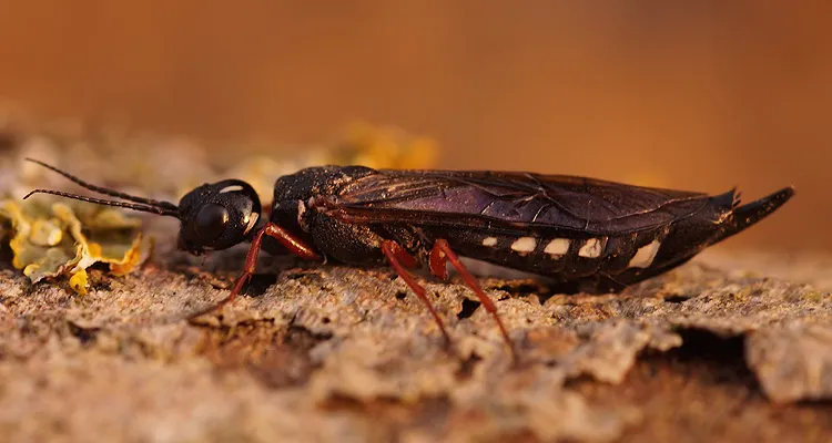 alder wood wasp - photo 2