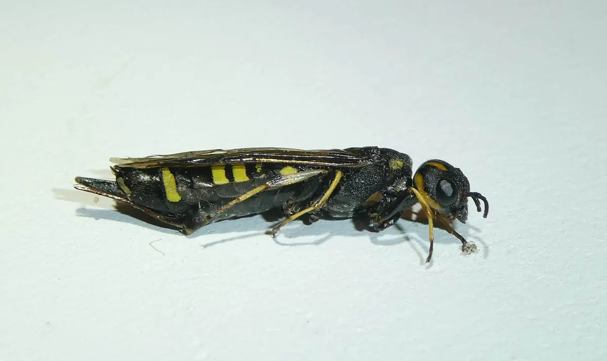Xiphydria canadensis