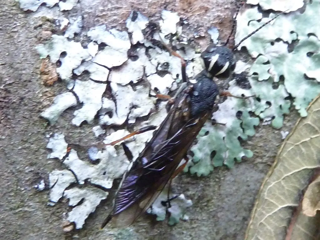 Xiphydria eborata - photo 2