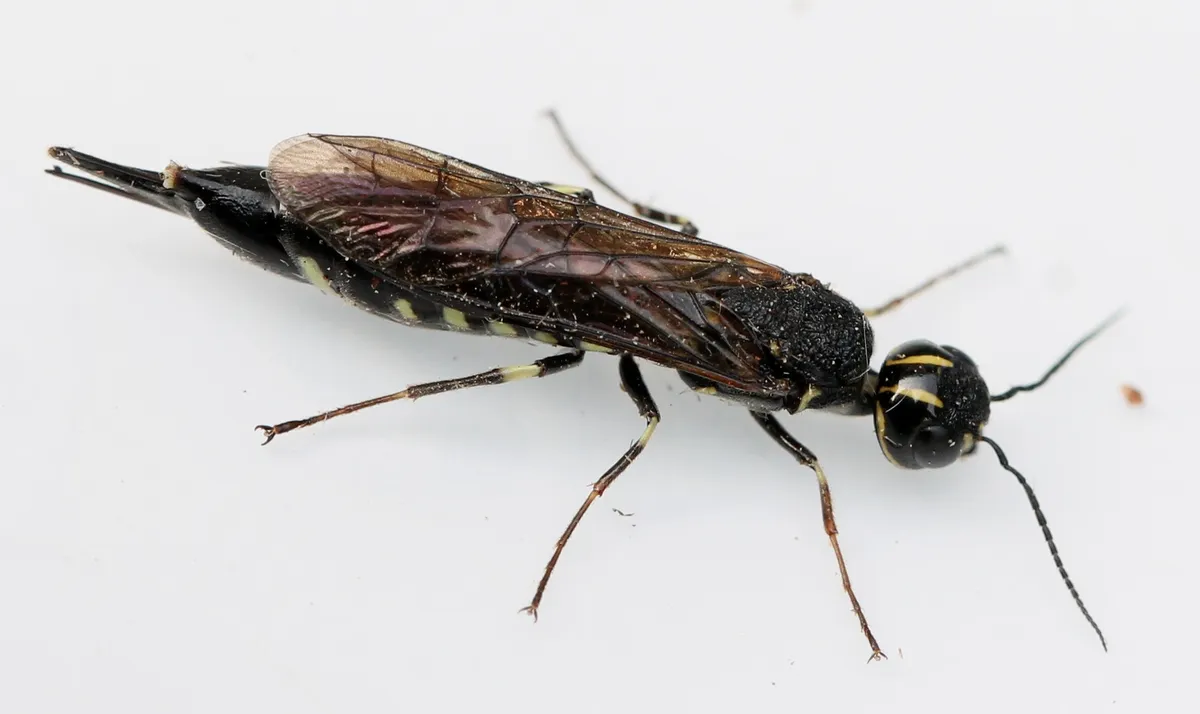 maple wood wasp - photo 3