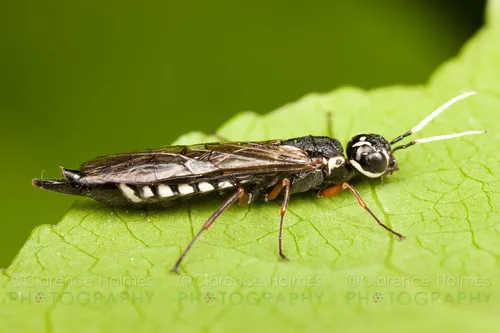 Xiphydria maculata - photo 2