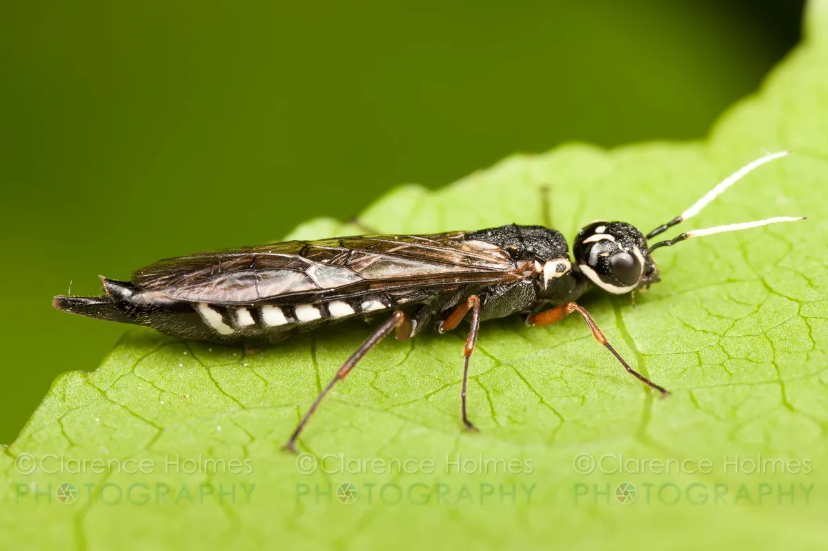 Xiphydria maculata - photo 3