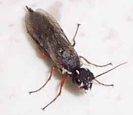 Xiphydria mellipes - photo 2