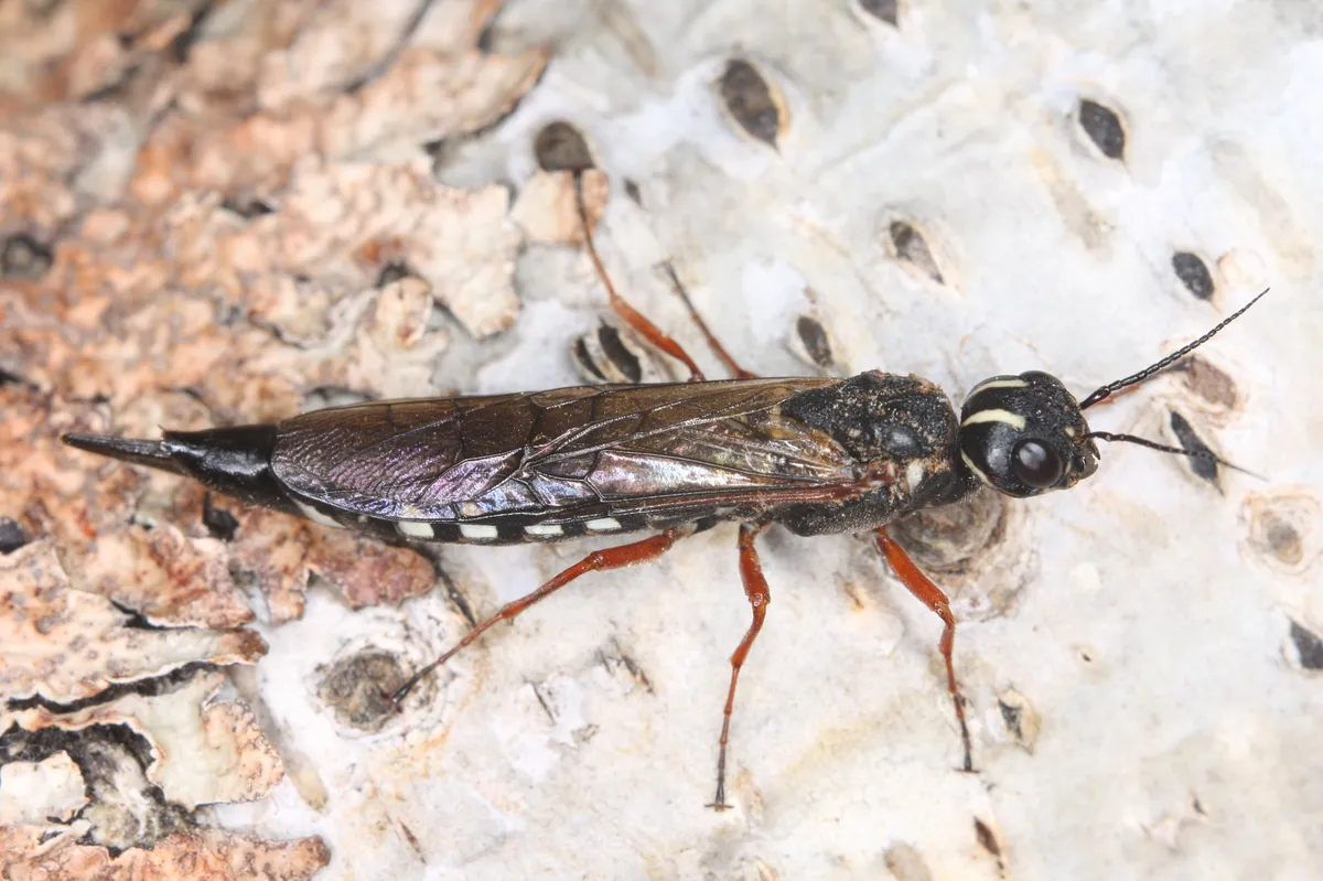 Xiphydria picta - photo 3