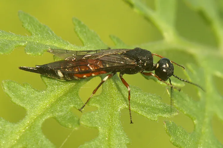 Xiphydria prolongata - photo 2
