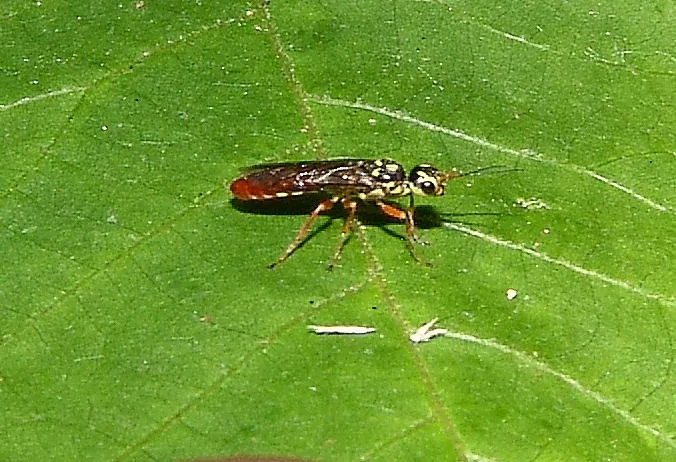 Xiphydria tibialis