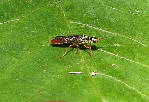 Xiphydria tibialis - photo 2