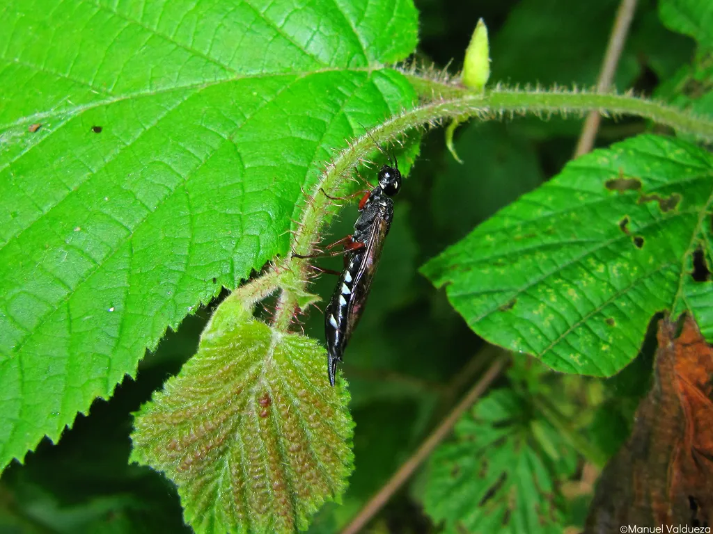 Xiphydriid Wood Wasps - photo 2