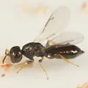 Xiphydriophagus meyerinckii