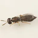 Xiphydriophagus meyerinckii - photo 2
