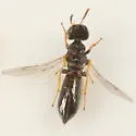 Xiphydriophagus meyerinckii - photo 3