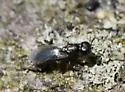 Xiphydriophagus meyerinckii - photo 4