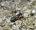 Xiphydriophagus meyerinckii - photo 5