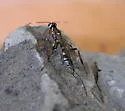 Xorides albopictus