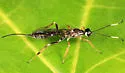 Xorides albopictus - photo 3