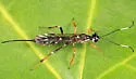 Xorides albopictus - photo 4