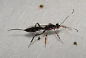 Xorides albopictus - photo 5