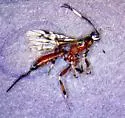 Xorides calidus - photo 5