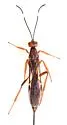 Xorides californicus - photo 2