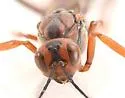 Xorides californicus - photo 4