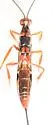 Xorides californicus - photo 5