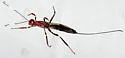 Xorides humeralis
