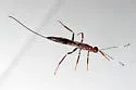 Xorides humeralis - photo 2