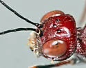 Xorides humeralis - photo 3