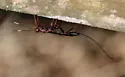 Xorides humeralis - photo 4