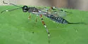 Xorides peniculus