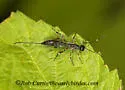 Xorides peniculus - photo 4