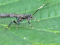 Xorides stigmapterus - photo 2