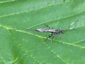 Xorides stigmapterus - photo 3