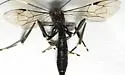 Xorides stigmapterus - photo 4