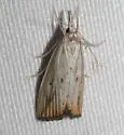 Xubida dentilineatella - Hodges#5504
