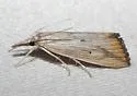 Xubida dentilineatella - Hodges#5504 - photo 2