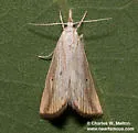Xubida dentilineatella - Hodges#5504 - photo 3